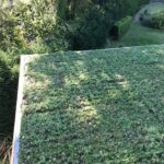 Green Roof GRP roof sedum